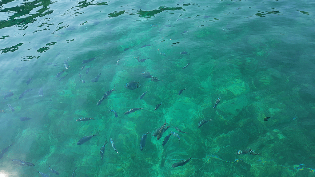 Snorkeling in Alghero Sardinia